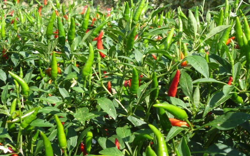 Thông báo cấm nhập khẩu ớt Việt Nam vào thị trường Trung Quốc là giả